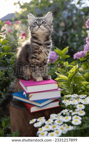striped fluffy domestic kitten sits on a stack of multi-colored several books in the garden among the flowers. Curious pet. the concept of education and motivation for knowledge. book day