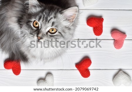 A striped fluffy gray cat sits and looks into the frame against the background of hearts. Valentine's Day.