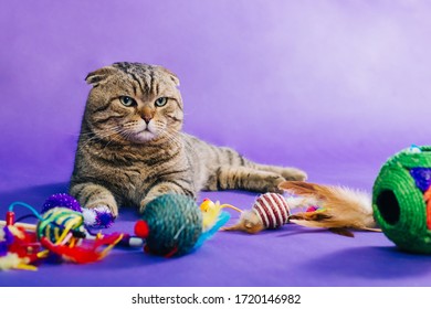The striped, fold cat sits on a violet monophonic background. Bright toys for cats are scattered. The cat does not like pet supplies. Studio photo