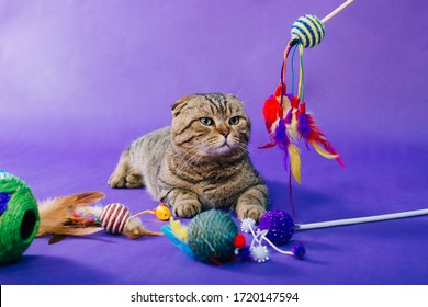 The striped, fold cat sits on a violet monophonic background. Bright toys for cats are scattered. The cat does not like pet supplies. Game of colorful feathers. Studio photo