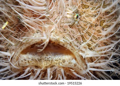 Striped Frogfish Hairy Version Showing Fishing Lure