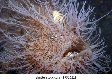 Striped Frogfish Hairy Version Showing Fishing Lure