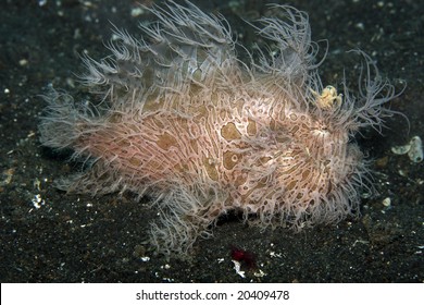 Striped Frogfish Hairy Version Showing Fishing Lure