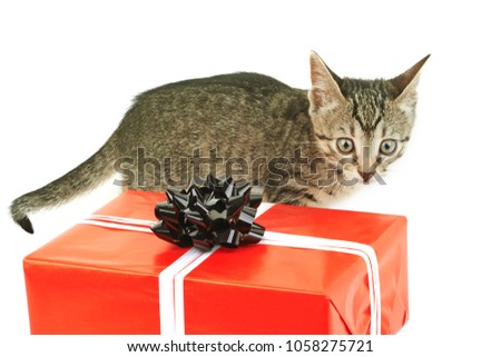 Striped gray kitten near a red gift box with a black bow