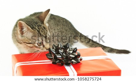 Striped gray kitten near a red gift box with a black bow