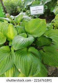 Striped  green Hosta with a sign and plant name  -   Lakeside Banana Bay Hosta in a sunny summer garden on a flower bed. Nature wallpaper