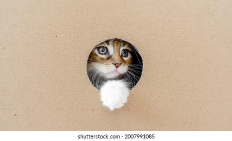 Striped Grey Kitten Getting Out From Hole In A Cardboard Box. Cat Hiding In Box.