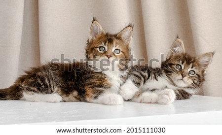 Striped Grey Kittens Lies on the Podium and iPlaying. Cat Show. Cute Funny Home Pets. Domestic Animal. 