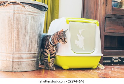 Striped grey tabby standing alongside a plastic covered litter box and garbage bin indoors in a house