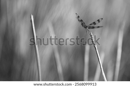 Similar – Image, Stock Photo A long, colorful pennant garland from the summer festival dries in the sun on the lawn after the rain.
