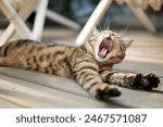 striped house cat yawns lying on the wooden floor of the terrace 