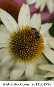 A striped hoverfly (drone fly) perches on the orange central cone of a white Echinacea coneflower, with translucent wings visible and a pink Echinacea purpurea softly blurred behind. Pollinator visiting a medicinal herb in a colorful garden setting.
