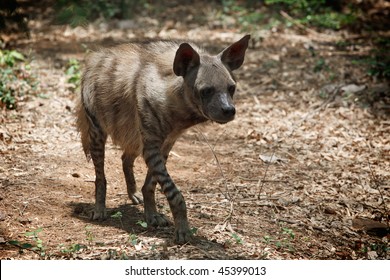 Striped Hyaena In Forest