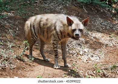 Striped Hyaena In Forest