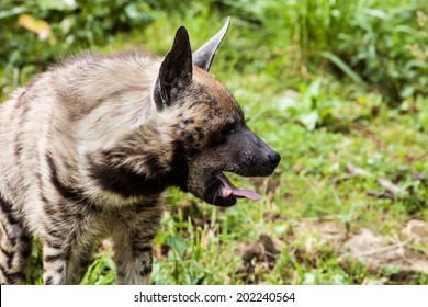 Striped Hyaena With Tongue