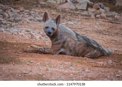 A Striped Hyena 