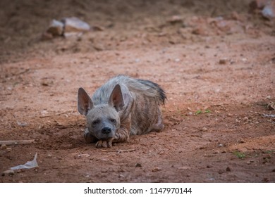 A Striped Hyena 