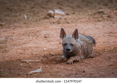 A Striped Hyena 