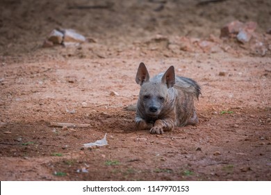 A Striped Hyena 