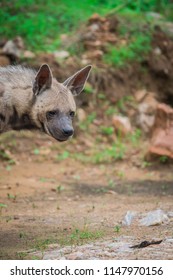 A Striped Hyena 