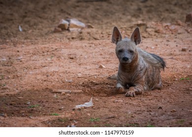 A Striped Hyena 