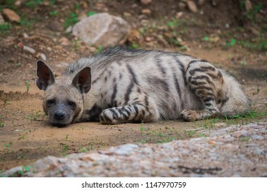 A Striped Hyena