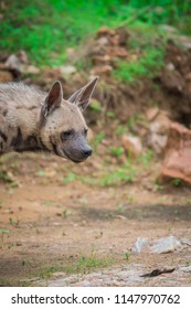 A Striped Hyena