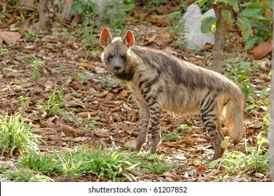 Striped Hyena