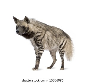 albino hyena