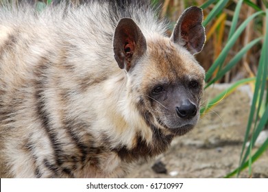 Striped Hyena - (Hyaena Hyaena)