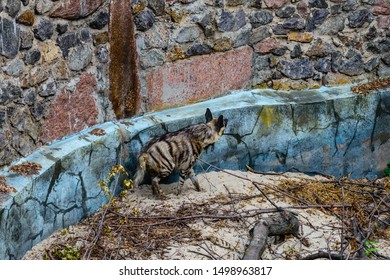 Striped Hyena (Hyaena Hyaena) On A Sand