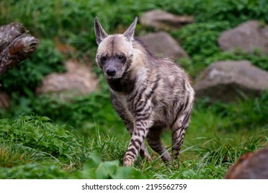 Striped Hyena (Hyaena Hyaena Sultana)