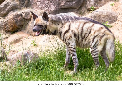 Striped hyena laughing or smirking closeup