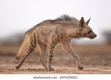 Striped Hyena Photographed At Rann of Kutch 