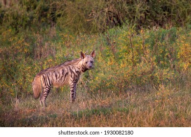 Striped Hyena In Samburu, Kenya, Africa