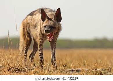 Striped Hyena showing its powerful jaws at Velavadar National Park, Bhavnagar, India