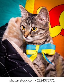 Striped Kitten With A Bow Around His Neck.
Cute Kitten And Blue-yellow Flag Of Ukraine.
A Funny Kitten Lies On Its Pillow.
Striped Kitten On A Bright Background