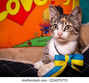 Striped Kitten With A Bow Around His Neck.
Cute Kitten And Blue-yellow Flag Of Ukraine.
A Funny Kitten Lies On Its Pillow.
Striped Kitten On A Bright Background