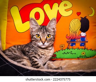 Striped Kitten With A Bow Around His Neck.
Cute Kitten And Blue-yellow Flag Of Ukraine.
A Funny Kitten Lies On Its Pillow.
Striped Kitten On A Bright Background