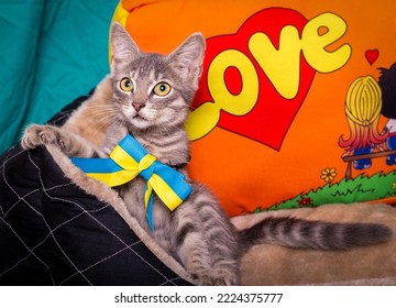 Striped Kitten With A Bow Around His Neck.
Cute Kitten And Blue-yellow Flag Of Ukraine.
A Funny Kitten Lies On Its Pillow.
Striped Kitten On A Bright Background