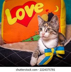 Striped Kitten With A Bow Around His Neck. Cute Kitten And Blue-yellow Flag Of Ukraine. A Funny Kitten Lies On Its Pillow.
Striped Kitten On A Bright Background