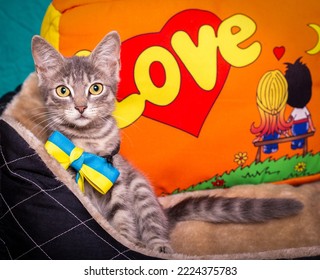 Striped Kitten With A Bow Around His Neck.
Cute Kitten And Blue-yellow Flag Of Ukraine.
A Funny Kitten Lies On Its Pillow.
Striped Kitten On A Bright Background