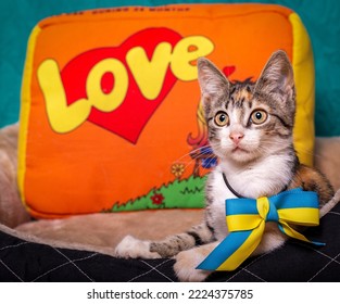 Striped Kitten With A Bow Around His Neck.
Cute Kitten And Blue-yellow Flag Of Ukraine.
A Funny Kitten Lies On Its Pillow.
Striped Kitten On A Bright Background