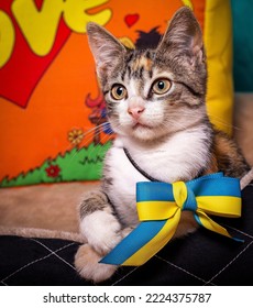 Striped Kitten With A Bow Around His Neck.
Cute Kitten And Blue-yellow Flag Of Ukraine.
A Funny Kitten Lies On Its Pillow.
Striped Kitten On A Bright Background