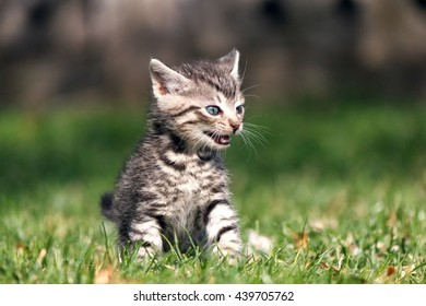 Striped kitten sitting on green grass with open mouth. He expresses emotions of anger or frustration, meowing (image 3 from 3) - Shutterstock ID 439705762