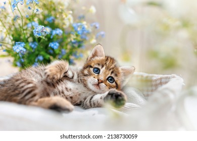 A striped kitten with wide open blue eyes lays on side between flowers - Shutterstock ID 2138730059