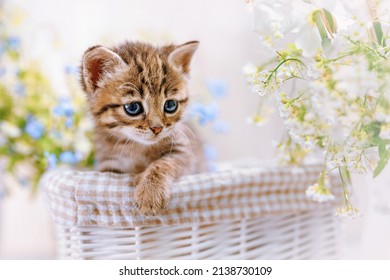 A striped kitten with wide open blue eyes in a basket with flowers looks to the side
