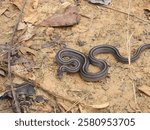 The Striped Kukri Snake or Oligodon octolineatus has a cylindrical body with smooth scales. Its most distinctive feature is the eight dark stripes that run along its body, giving it its name.