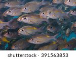Striped large-eye bream (Gnathodentex aureolineatus) schooling in the Maldives. April