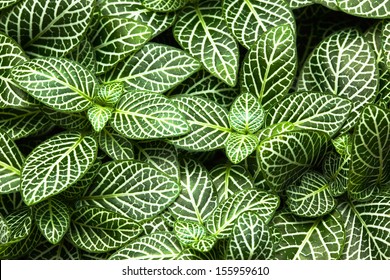 Striped Leaf Ornamental Plants Close Up 